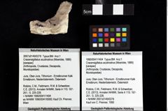 Foto (Objket + Etiketten) von Cracensigillatus acutirostrus (Moericke, 1889) 